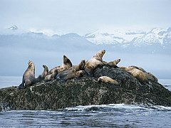Steller Sea Lions, Alaska